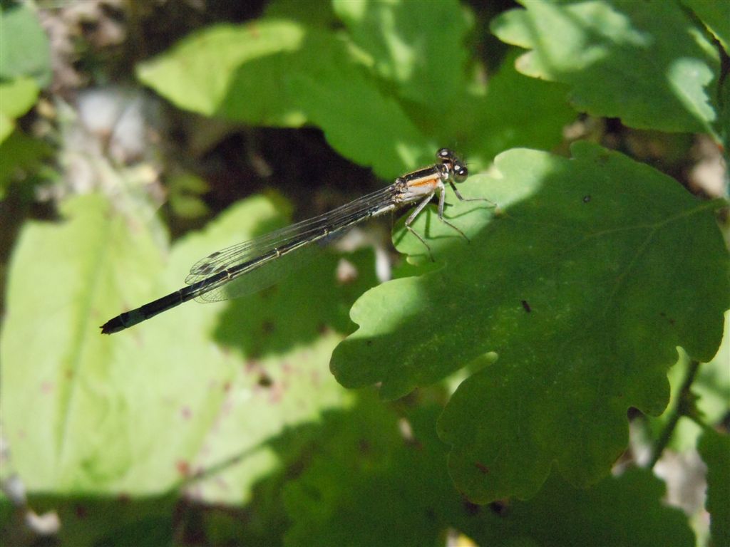 Ischnura elegans?